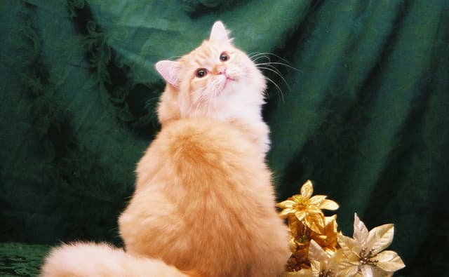 Ragamuffin