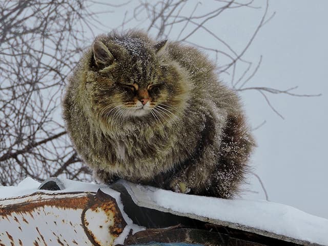 Siberian