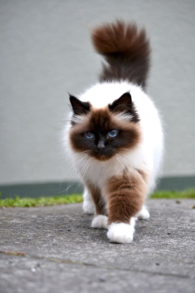 Himalayan