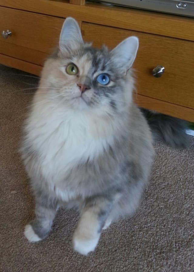 Ragamuffin