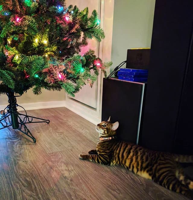 Toyger