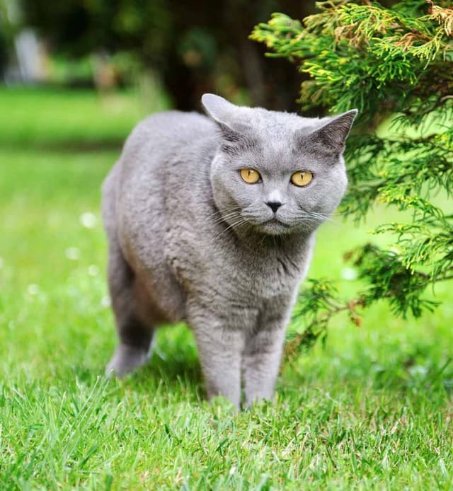British Shorthair