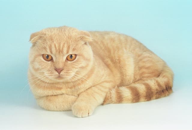 Scottish Fold