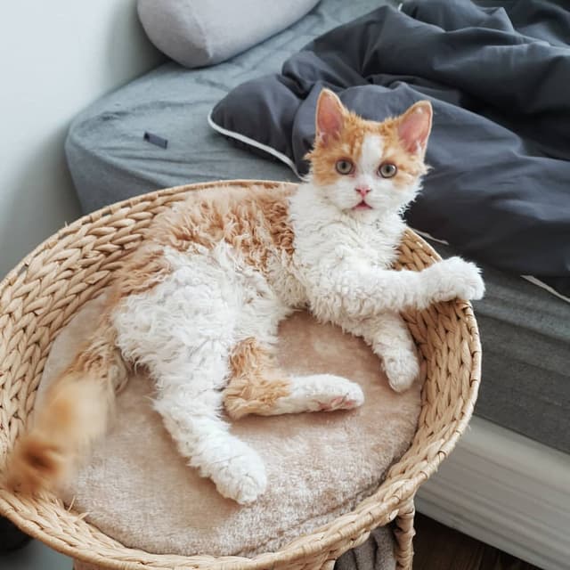 Selkirk Rex