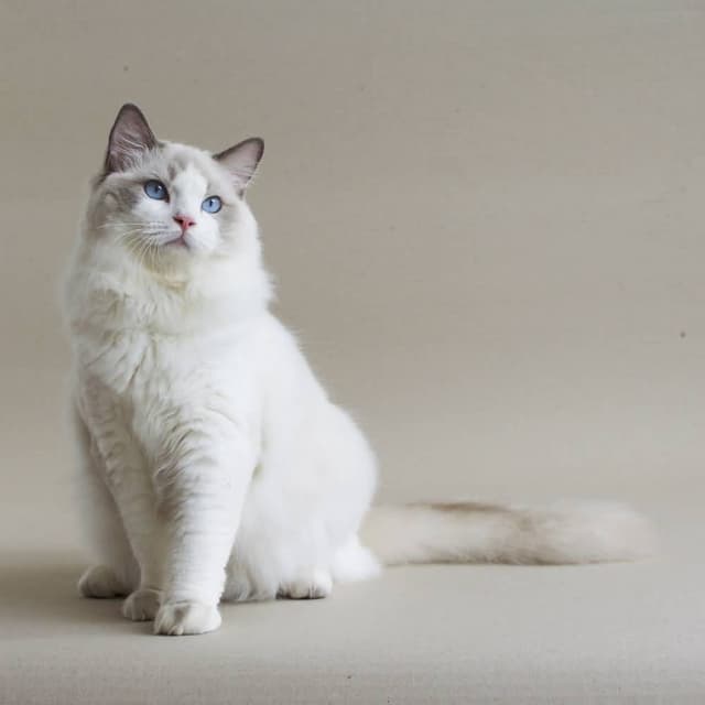 Ragdoll