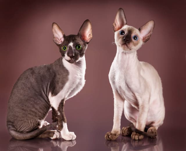 Cornish Rex