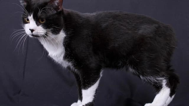 Manx