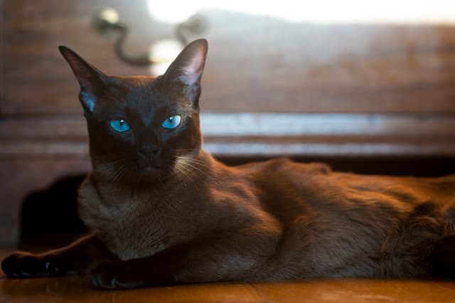 European Burmese