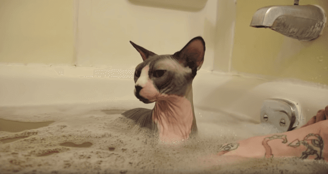 Sphynx