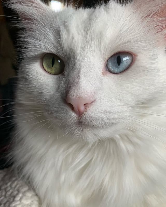Turkish Angora