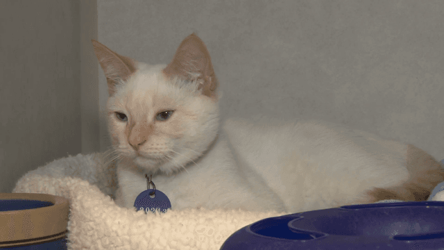 Colorpoint Shorthair