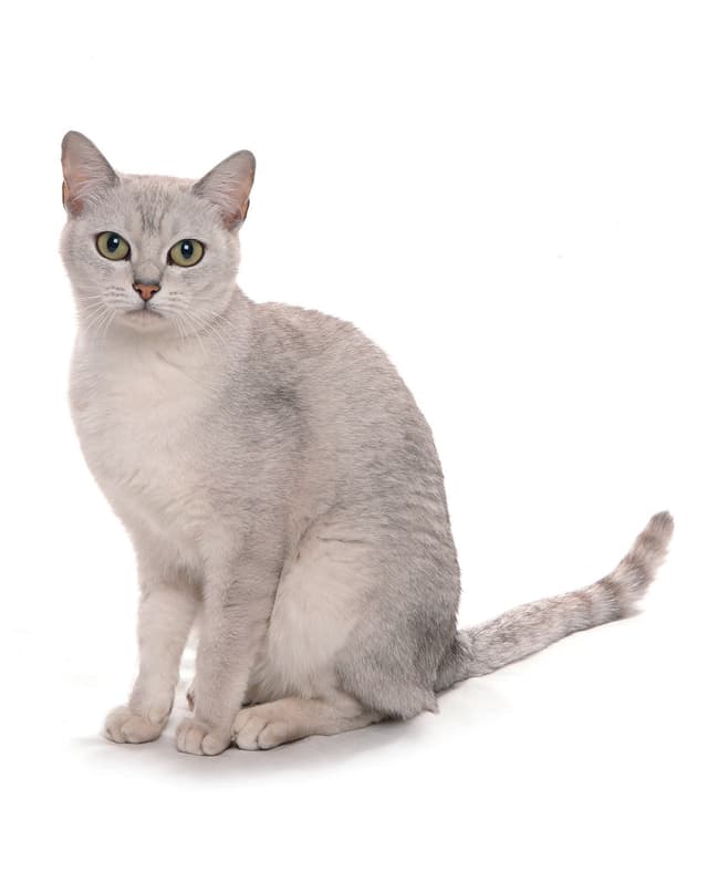 Burmilla