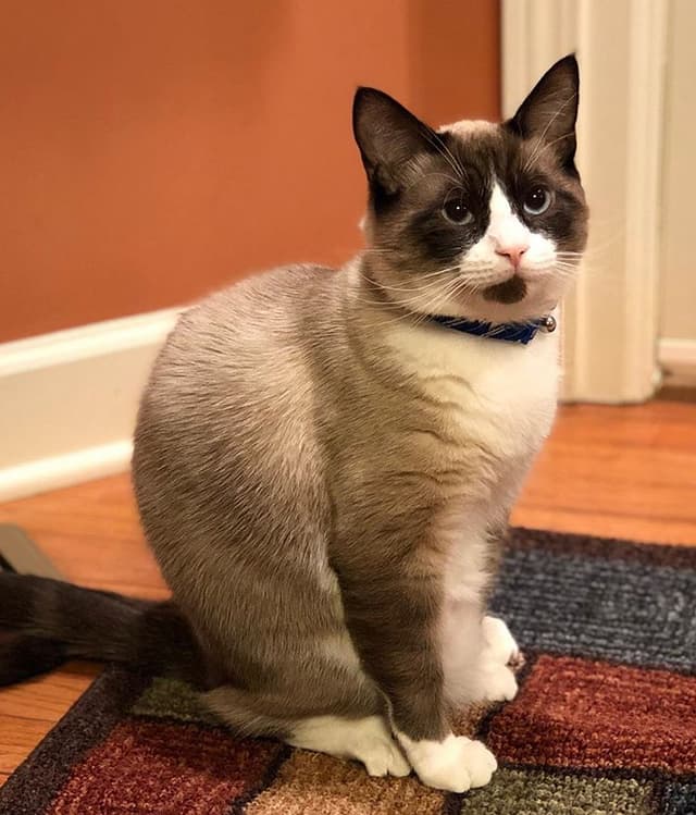 Snowshoe