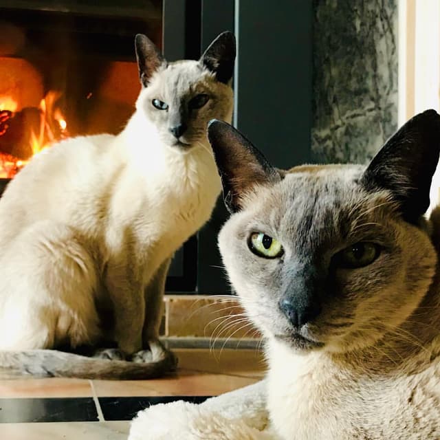 Tonkinese