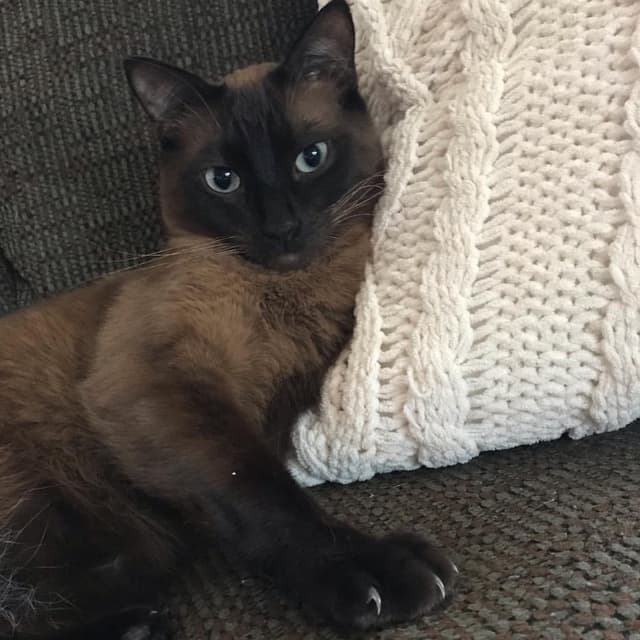 Tonkinese