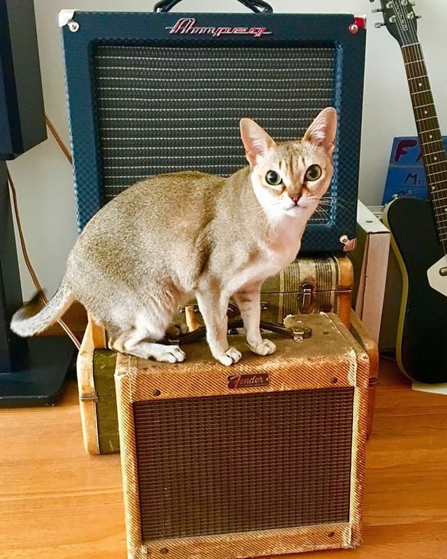 Siberian