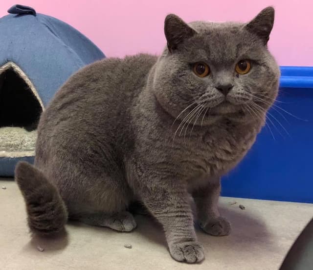 British Shorthair