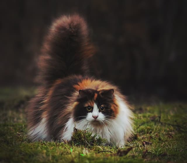 Norwegian Forest Cat