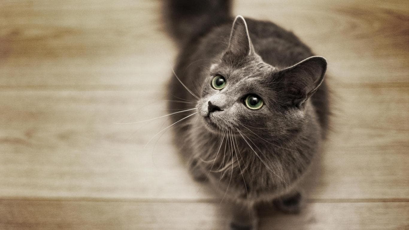 Nebelung