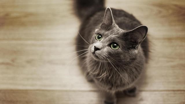 Nebelung