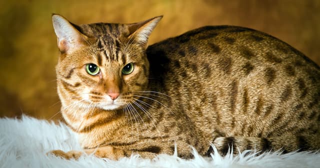 Ocicat