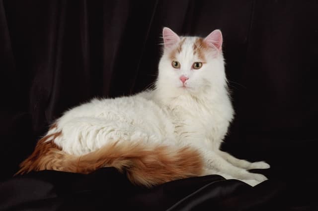 Turkish Van