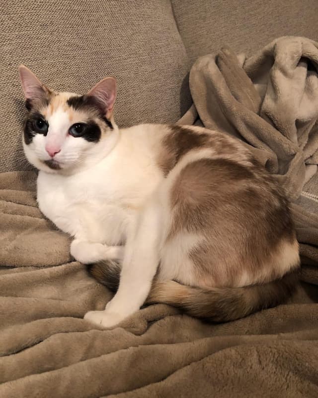 Snowshoe