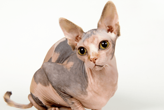 Sphynx