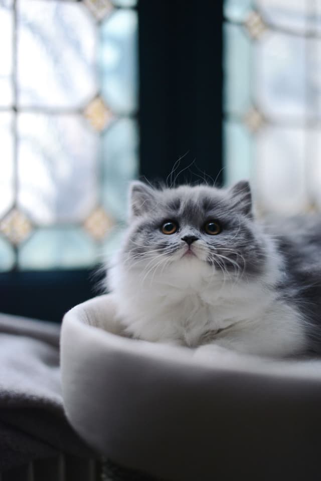 British Longhair
