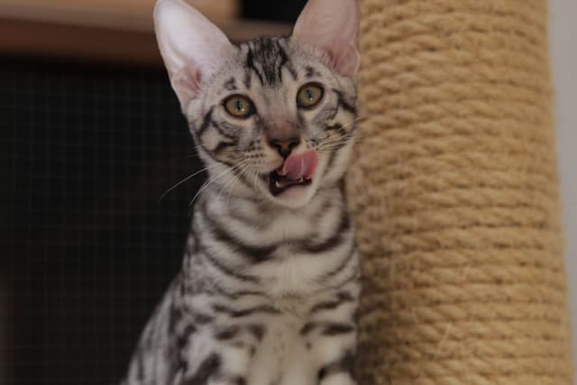 Toyger