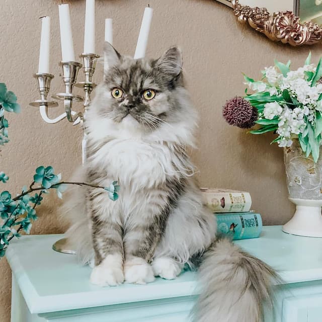 Ragamuffin