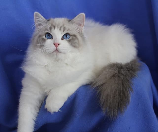 Ragdoll
