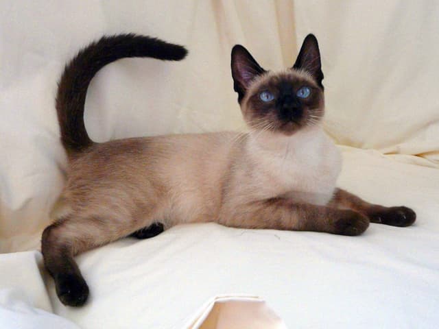 Siamese