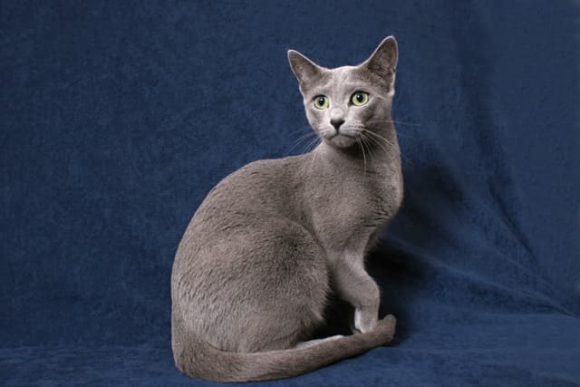 Russian Blue