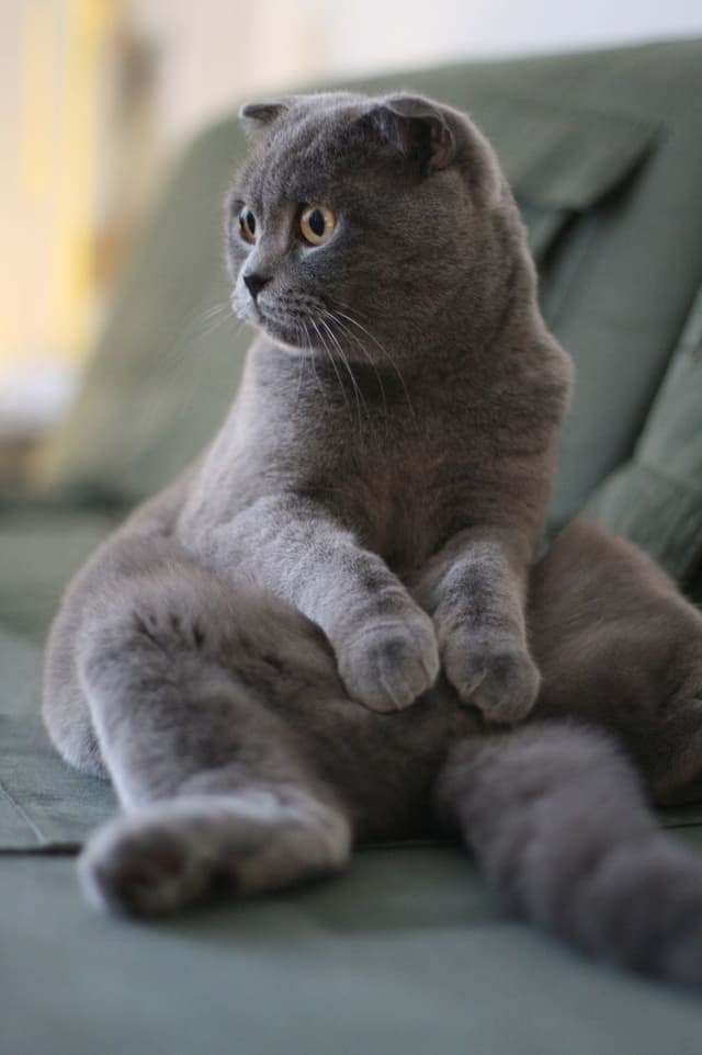 Scottish Fold