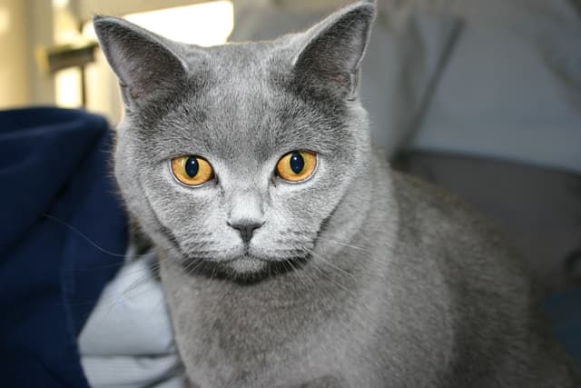 Russian Blue