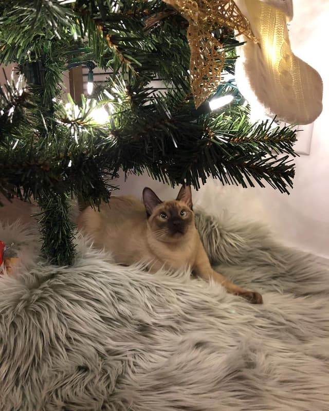 Tonkinese