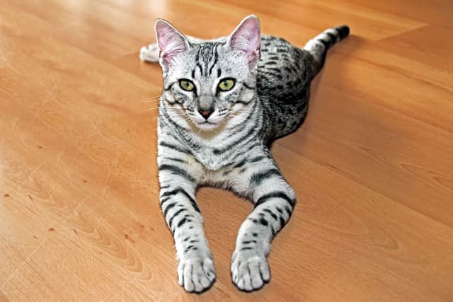 Egyptian Mau