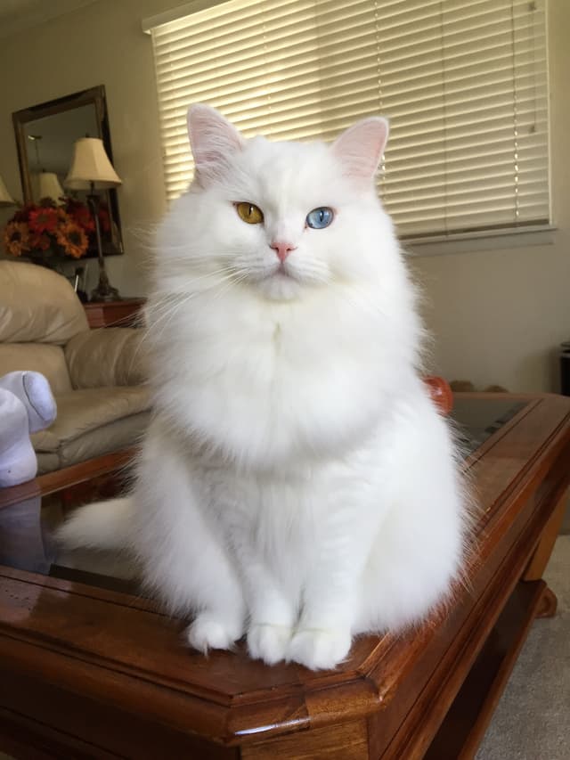 Ragamuffin
