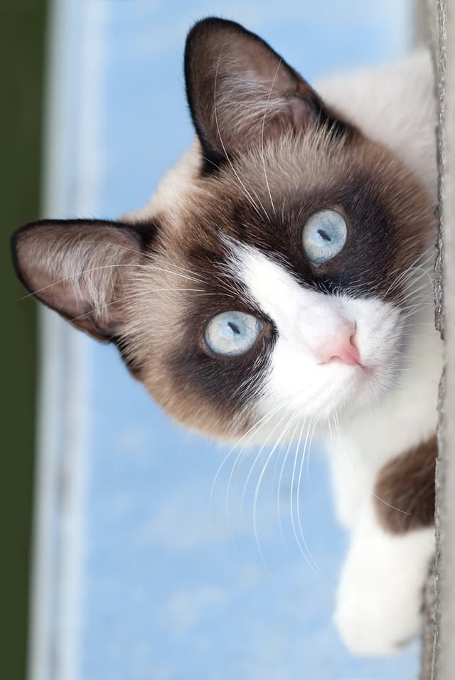 Snowshoe