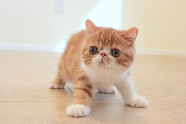 Exotic Shorthair