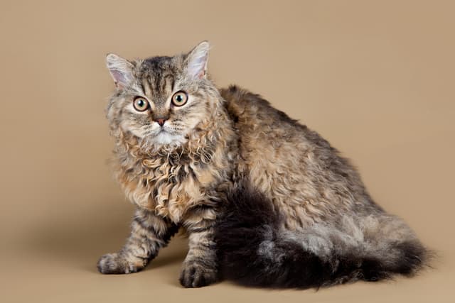 Selkirk Rex