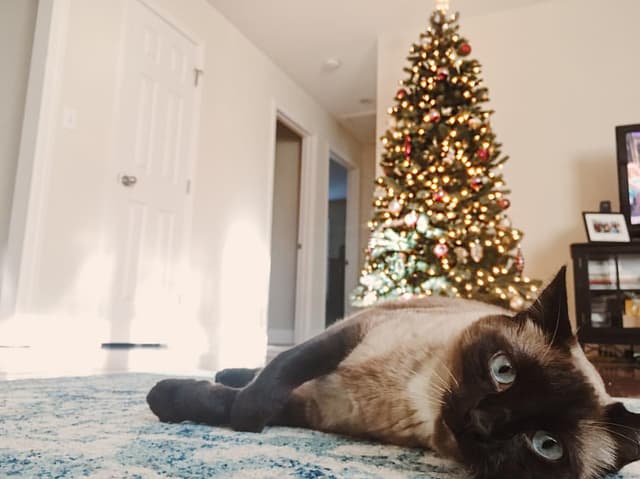 Siamese
