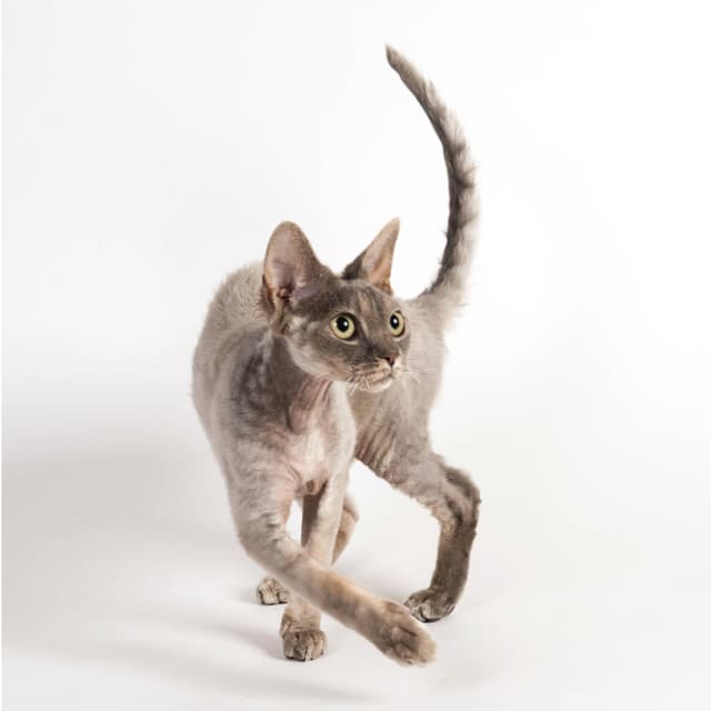 Devon Rex
