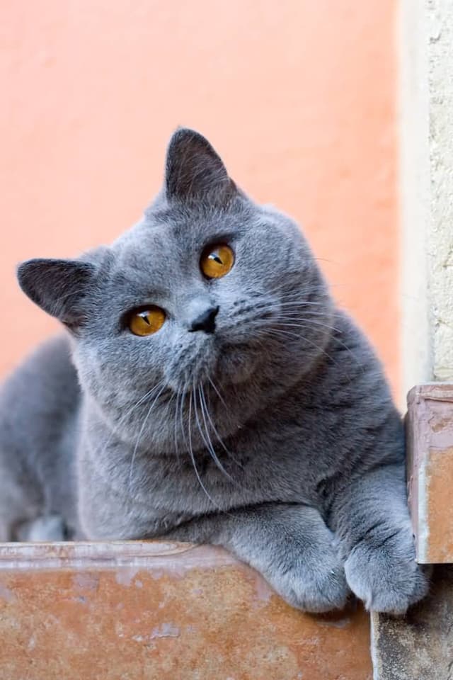 British Shorthair