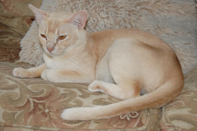 European Burmese