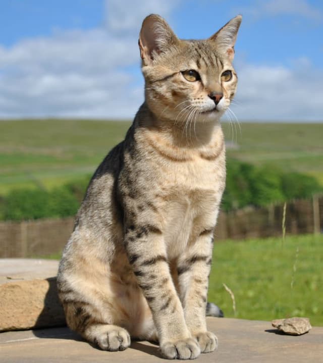 Egyptian Mau