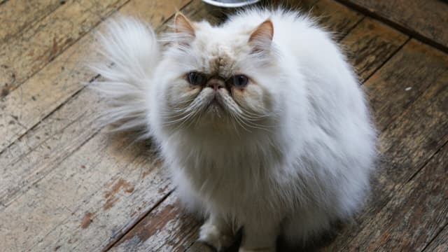 Himalayan