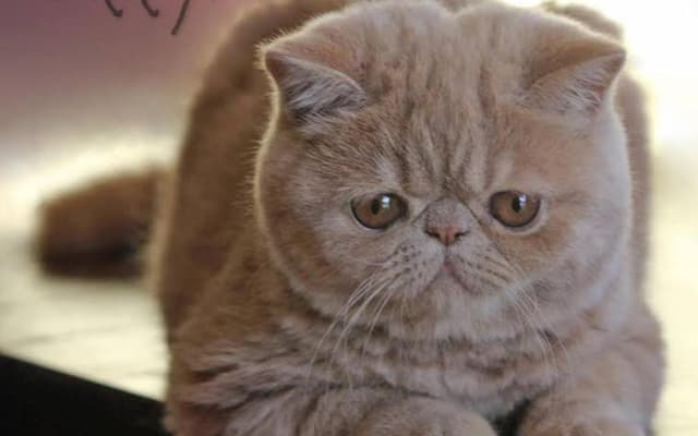 Exotic Shorthair