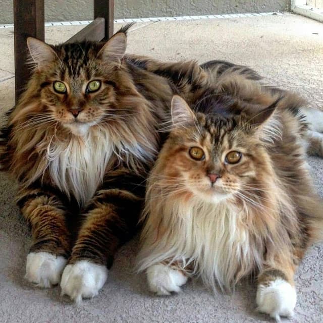Maine Coon